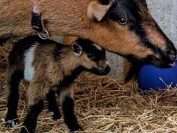 Buckwheat with Precious